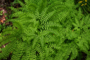 Northern Maidenhair Fern (Adiantum pedatum)